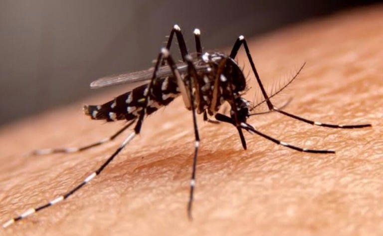 Autoridades confirman brote de dengue en comunidad de Sierra de Sinaloa