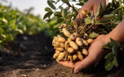 Crece 23.3 % la producción nacional de cacahuate; alcanza más de 86 mil toneladas: Agricultura