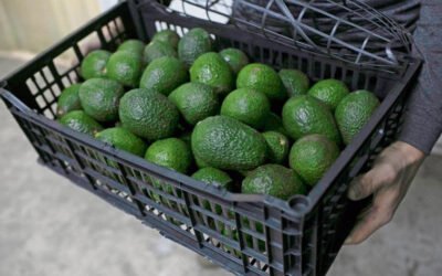 Para exportar aguacate ahora se requiere Certificado Laboral.