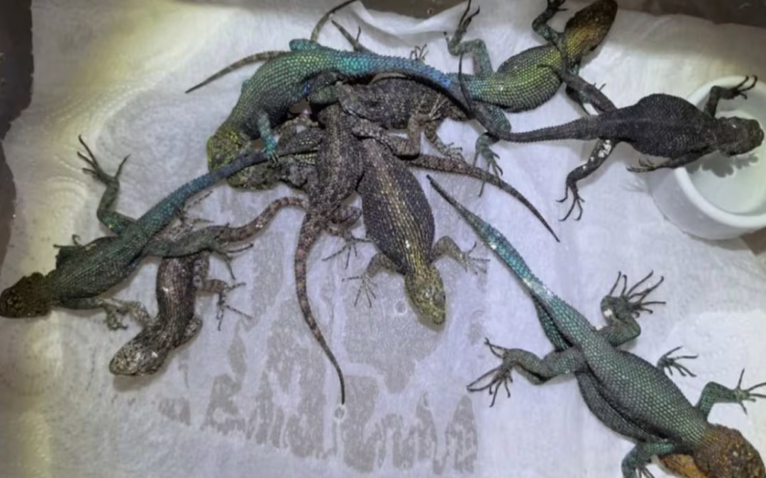 Alemania descubre reptiles ocultos en maleta de mexicano; ¿cuántos llevaba y cómo los escondió?