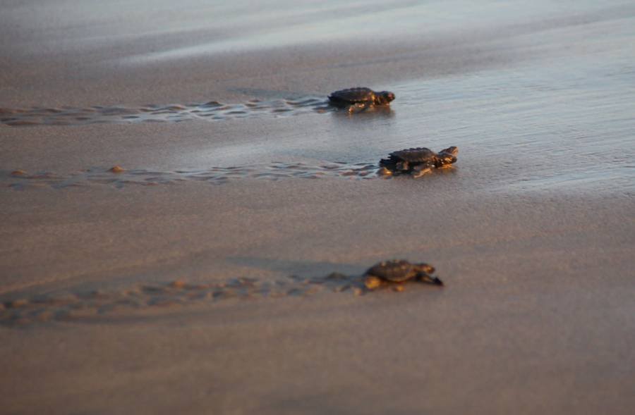 Liberan en Nayarit a 98 crías de tortuga marina rescatadas del saqueo ilegal