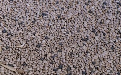 México ocupa el sexto lugar mundial en producción de frijol