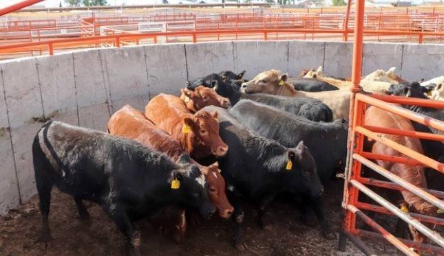 México reanuda exportación de ganado en pie a EU desde Puerto Palomas, Chihuahua