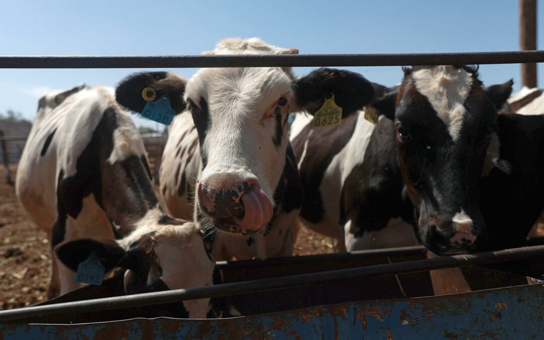 México interrumpe la exportación de ganado desde Sonora a EE.UU. por posible caso de fiebre aftosa