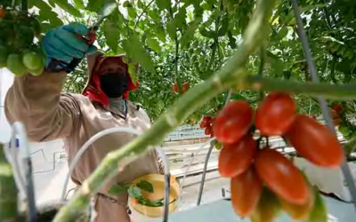 México enfrenta controversias comerciales por 6 mil mdd; suma 26 disputas con inversionistas extranjeros